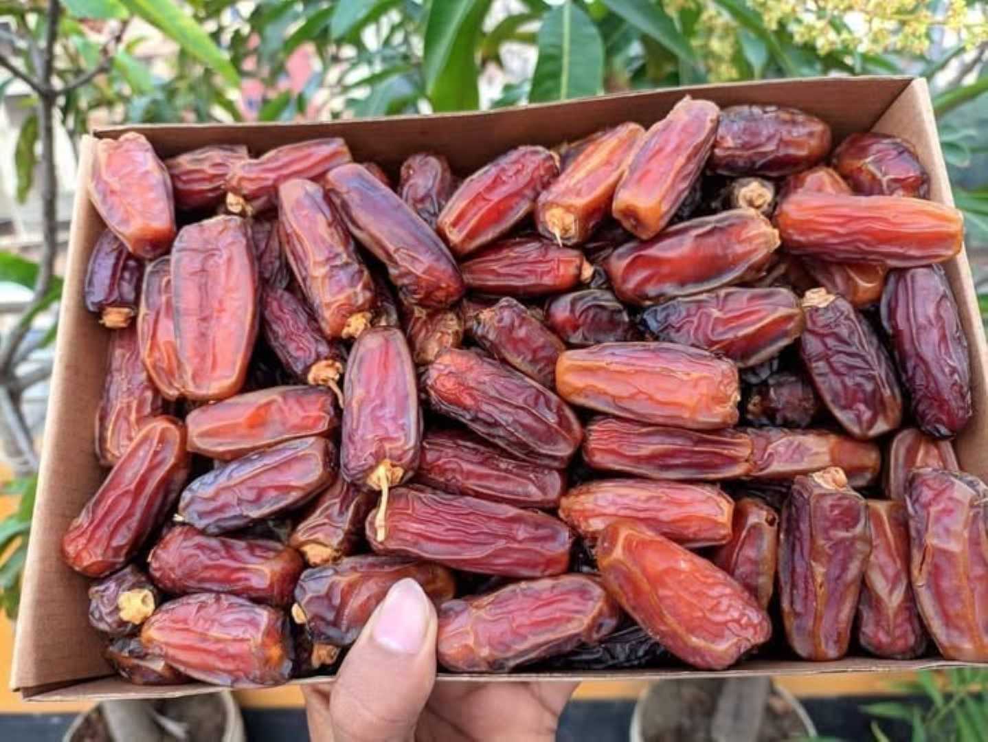 মাশরুক,মরিয়ম,খেজুর,(,প্রিমিয়াম,কোয়ালিটি)